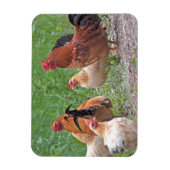 Magnet Flexible États-Unis, Nebraska. Poules (Vertical)