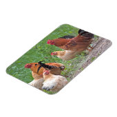 Magnet Flexible États-Unis, Nebraska. Poules (Côté Gauche)
