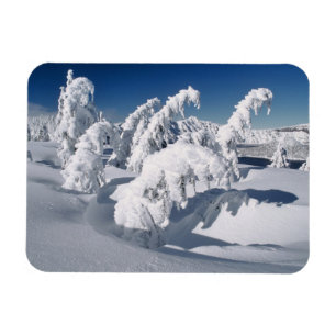 Magnet Flexible États-Unis, Oregon, Crater Lake NP. Les arbres plo