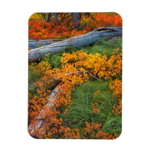 Magnet Flexible États-Unis, Oregon, Forêt nationale de Willamette