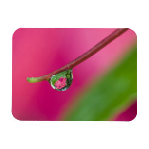 Magnet Flexible États-Unis, Oregon, Shore Acres Gardens, Goutte d'
