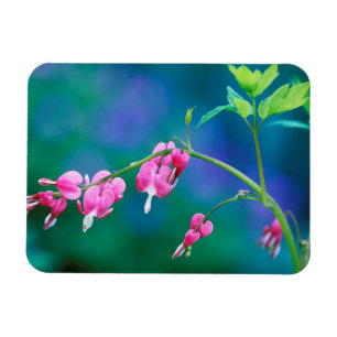 Magnet Flexible États-Unis, Pennsylvanie. Fleurs de cœur saignant