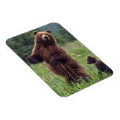 Magnet Flexible États-Unis, sud-est de l'Alaska, ours Brown et pet (Côté Droit)