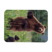 Magnet Flexible États-Unis, sud-est de l'Alaska, ours Brown et pet (Horizontal)