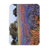 Magnet Flexible États-Unis, Texas, Llano. Bluebonnets et redbonnet (Vertical)