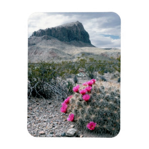 Magnet Flexible États-Unis, Texas, Parc national de Big Bend. Flor