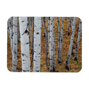 Magnet Flexible États-Unis, Utah, Forêt nationale d'Uinta-Wasatch-