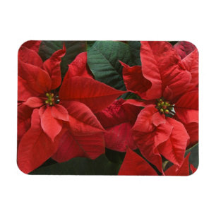 Magnet Flexible États-Unis, WA, Poinsettia rouge détail (Euphorbia