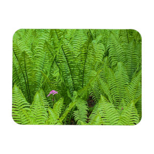 Magnet Flexible États-Unis, Washington, Seattle, Washington Park