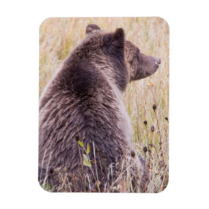Magnet Flexible États-Unis, Wyoming, Parc national de Yellowstone,