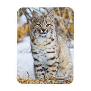 Magnet Flexible États-Unis, Wyoming, Portrait de lynx roux
