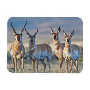 Magnet Flexible États-Unis, Wyoming, Quatre antilopes d'Amérique m
