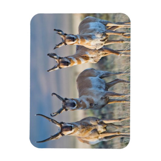 Magnet Flexible Etats-Unis, Wyoming, quatre dollars d'antilope Pro (Vertical)