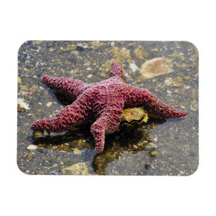 Magnet Flexible Étoiles de mer Huggin une huître