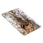 Magnet Flexible Étonnant oiseau-chanteur à Grive Variée sur terrai (Côté Droit)