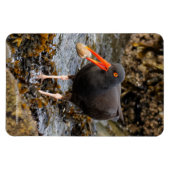 Magnet Flexible Etonnant Oystercatcher noir avec Clam (Horizontal)
