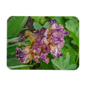 Magnet Flexible Étonnante floraison d'Iris Variée (Horizontal)