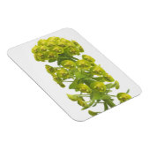 Magnet Flexible Euphorbia (Côté Droit)