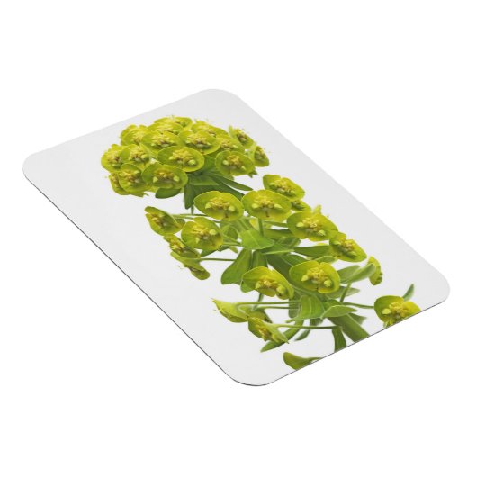 Magnet Flexible Euphorbia (Côté Droit)