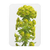 Magnet Flexible Euphorbia (Vertical)
