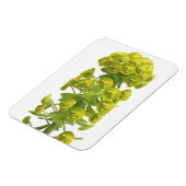Magnet Flexible Euphorbia (Côté Gauche)
