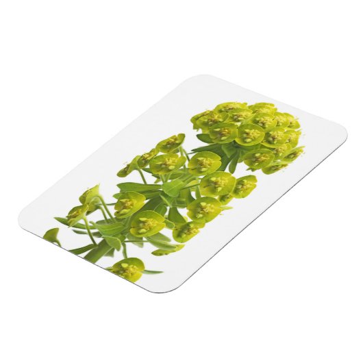 Magnet Flexible Euphorbia (Côté Gauche)
