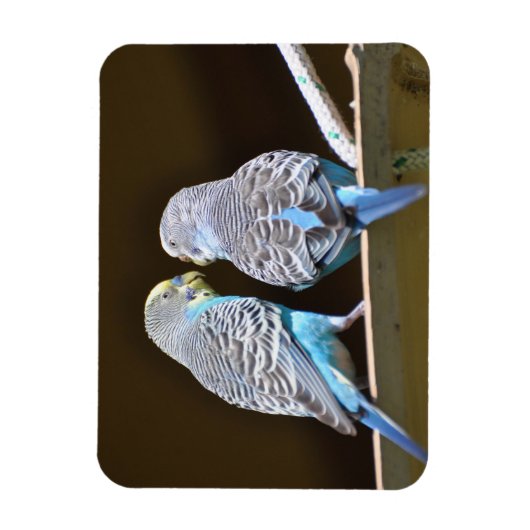 Magnet Flexible Évoquer les Budgies (Vertical)