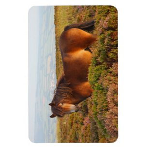 Magnet Flexible Exmoor pony, cheval, Somerset, Angleterre