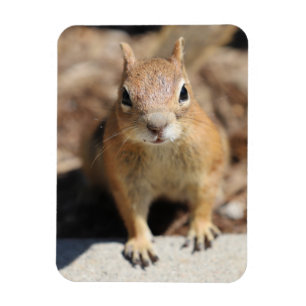 Magnet Flexible Face d'écureuil