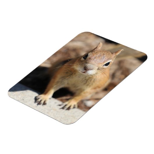 Magnet Flexible Face d'écureuil (Côté Gauche)