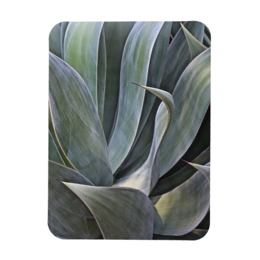 Magnet Flexible Faded Succulant Details, 2017 (Vertical)