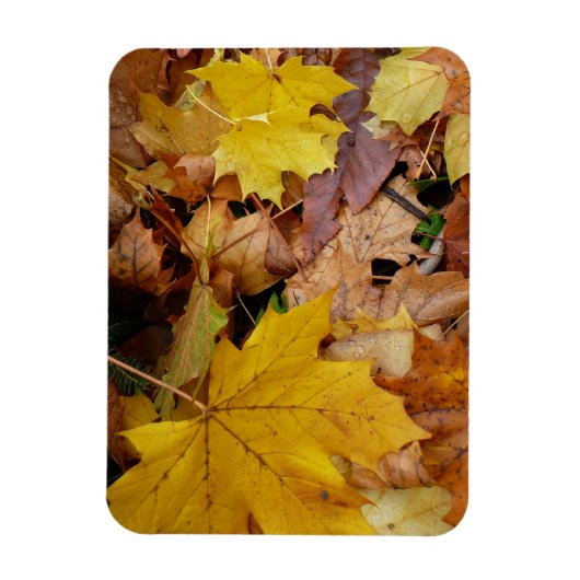 Magnet Flexible Fallen Maple Feuille Jaune Automne Nature (Vertical)