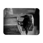 Magnet Flexible Falln Cemetery Crow (Horizontal)