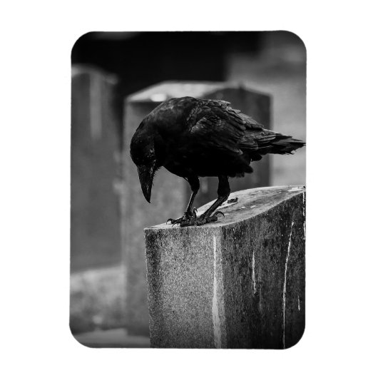 Magnet Flexible Falln Cemetery Crow (Vertical)
