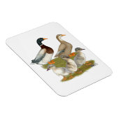 Magnet Flexible Famille de canard de la Saxe (Côté Droit)
