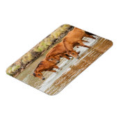 Magnet Flexible Famille de Cheval Brown à la rivière (Côté Gauche)
