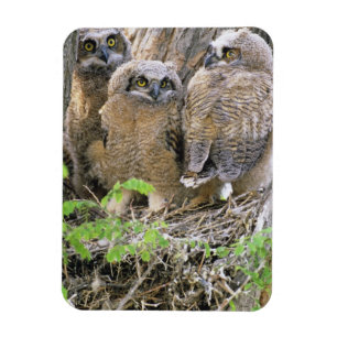 Magnet Flexible Famille de jeunes grands-duc d'Amérique (Bubo virg