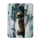 Magnet Flexible Famille de loutres de mer (Vertical)