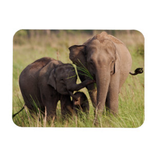 Magnet Flexible Famille d'éléphants asiatiques indiens dans la sav