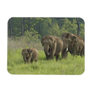 Magnet Flexible Famille d'éléphants indiens