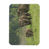 Magnet Flexible Famille d'éléphants indiens (Vertical)