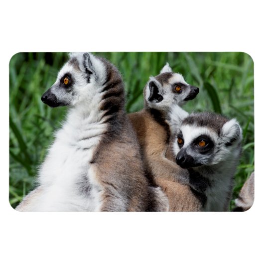 Magnet Flexible Famille Lemur à queue de ceinture (Horizontal)
