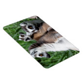 Magnet Flexible Famille Lemur à queue de ceinture (Côté Droit)