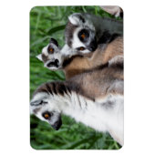 Magnet Flexible Famille Lemur à queue de ceinture (Vertical)