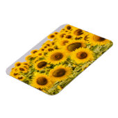 Magnet Flexible Farms | A Sunflower (Côté Gauche)
