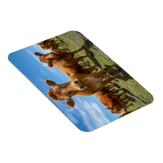 Magnet Flexible Farms | Brown cow (Côté Droit)