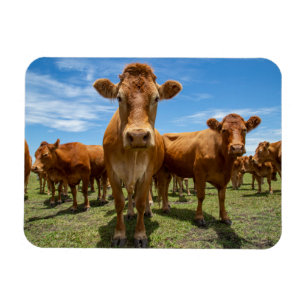 Magnet Flexible Farms Brown cow