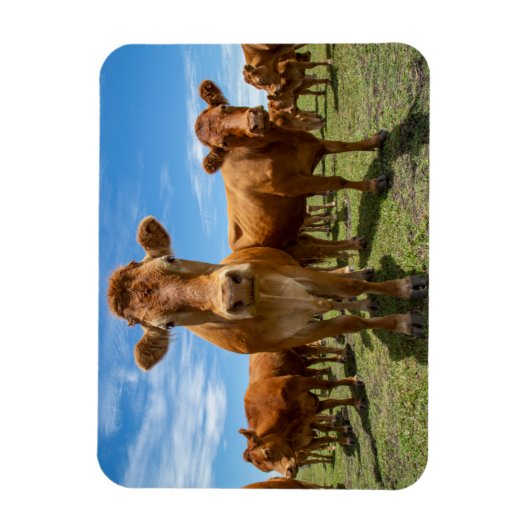 Magnet Flexible Farms | Brown cow (Vertical)