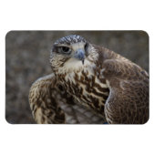 Magnet Flexible Faucon (Horizontal)