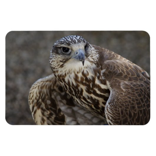 Magnet Flexible Faucon (Horizontal)